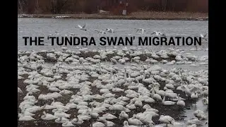 The TUNDRA SWAN Migration