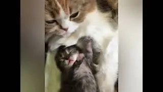cats 😇 2022 г.