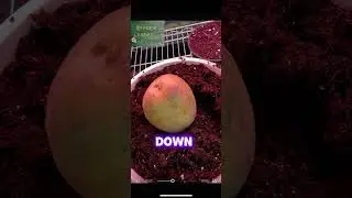 TELL ME WILL IT GROW? #shortsviral #shortsfeed #growth #fyp #farm#growingseason #potato #viralvideo