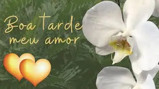 BOA TARDE MEU AMOR | MENSAGEM ROMÂNTICA