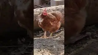🤣😂😃 А С ЭТОЙ КУРОЧКОЙ ЧТО ПРОИЗХОДИТ / США