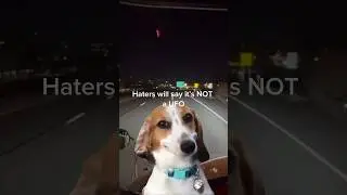 Haters Will Say It’s NOT a UFO ❌🛸 #ufosightings #funnydog #cutedogs #ufos