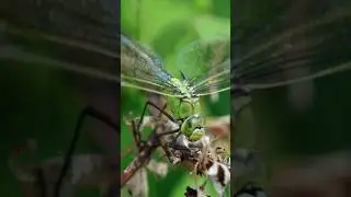 Zeldzame dieren gedijen op vliegbasis Gilze-Rijen 🐸🐝🪲