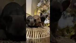 Щенки французского бульдога