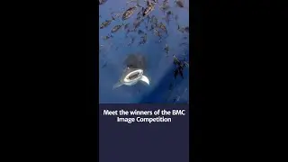 2024 BMC Ecology and Evolution and BMC Zoology Image Competition Winners