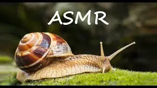 ASMR  Улитка Ахатина  АСМР   АСМР-еда
