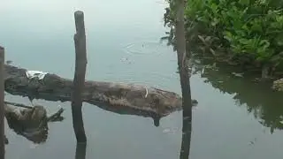 itu besar ngambang