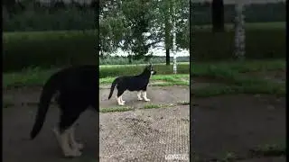Щенки Вео, суки, на продажу.