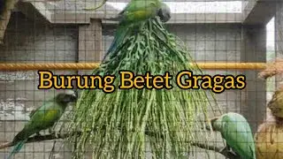 BUNGA PINANG - PAKAN BURUNG BETET - LONG TAILED PARAKEET.