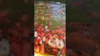 More fish
