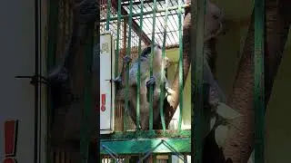 Болгария Бесплатный Зоопарк 