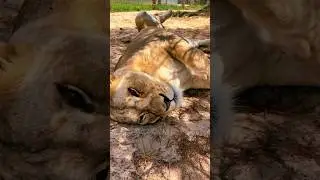 Big Lion Belly!