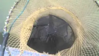 Udang Galah Kuala Selangor