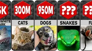 ANIMAL POPULATION COMPARISON