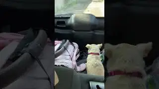 Багажный клоп😂 #багажник #клопы #chihuahua #music #puppy #собака