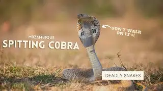 MOZAMBIQUE SPITTING COBRA IS A HIGHLY VENOMOUS SNAKE (MOST DANGEROUS ANIMALS)