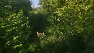Xiaomi MI 9T video test