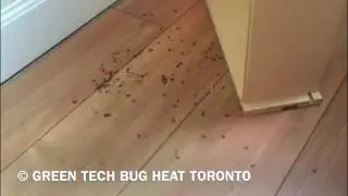 CHECK THIS OUT!!! MASSIVE DEATH OF THOUSANDS OF BED BUGS!