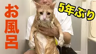 I gave my cat a bath for the first time in 5 years!! [POP God] PDS