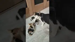 Awalnya Santai Induknya kucing Makan.... Pas Anaknya pada datang langsung berhenti...