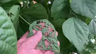 Mittleider Garden Update July 9, 2024