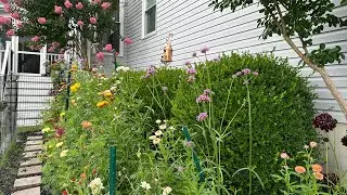 July Flower Garden Tour:  From Winter Sown to Blooms