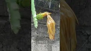 ДРАГОН ФРУКТ - ЭТО КАКТУС🌵!?    