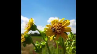Flowers: From Dirty Doorknobs to Pharmacies for Foraging Bees