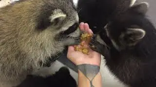 ЕНОТЫ пробуют изюм