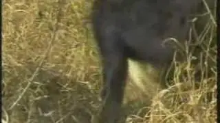 Leopard-Cub-Hyenas & Kill Pt.10