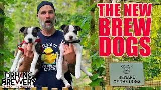 Meet My New Brew Dogs: Chewie and Leia | DrHans Brewery Update