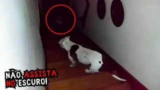 Animais de que veem fantasmas que seus donos não conseguem Ver