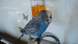 Кто цяй не пьет, тот цмо!