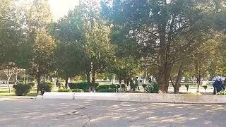 Самарканд птички