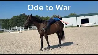 ODE TO WAR (bareback) - Adoptable Thoroughbred Gelding - New Vocations