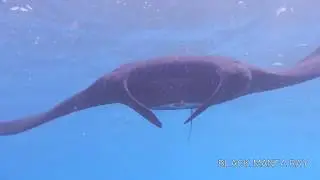 Dancing with Gentle Giants (Scuba diving with Manta rays and Mola Mola)
