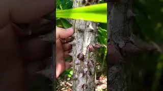 Эти колючки растут только у девочек. Дерево Сейба
