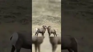 Domba adu kepala berujung amnesia🐏