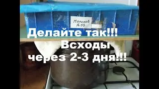Сею гомфрену Хааге и ставлю на кастрюлю с кипящей водой!