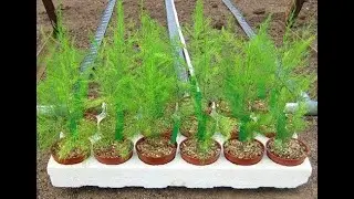 Are asparagus and asparagus the same thing or not, and are ornamental varieties different from ed...