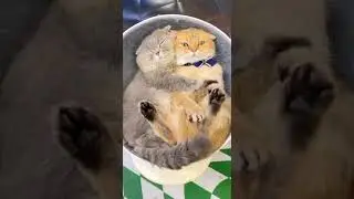 котики спят а я помешал им