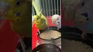 Pets World 4