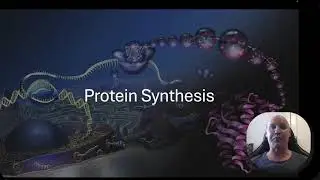 Protein synthesis