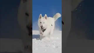 Happy dog - happy day! 🐶
