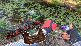 Memang Paten‼️Mudahnya Dapan Ikan Dengan Teknik Casting Ikan Gabus