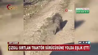 STRIPED HYENA ACCOMPANIES TRACTOR DRIVER ON THE ROAD