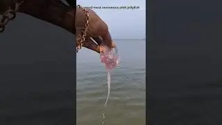 Saving pink and most beautiful baby jellyfish returned to their sea 🌊|| #shorts #jellyfish #sea