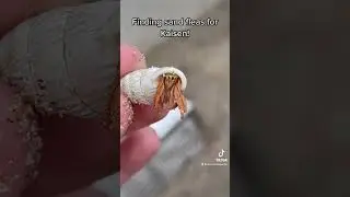 Catching sand fleas for my MANTIS SHRIMP! Pt1
