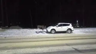 ЛОСЬ СОЖРАЛ ТОЙОТУ😲