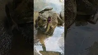 ЗМЕЯ напала на ЛЯГУШКУ и пожалела😳